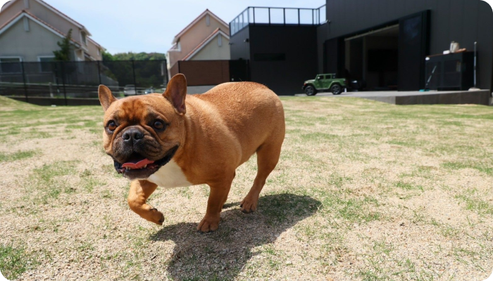 淡路島の愛犬と泊まれる貸別荘「ハウオリ」