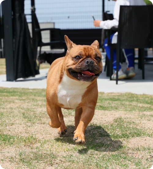 淡路島の愛犬と泊まれる貸別荘「ハウオリ」