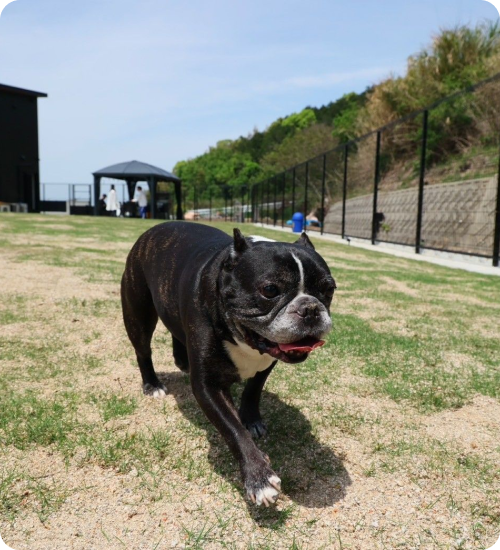 淡路島の愛犬と泊まれる貸別荘「ハウオリ」