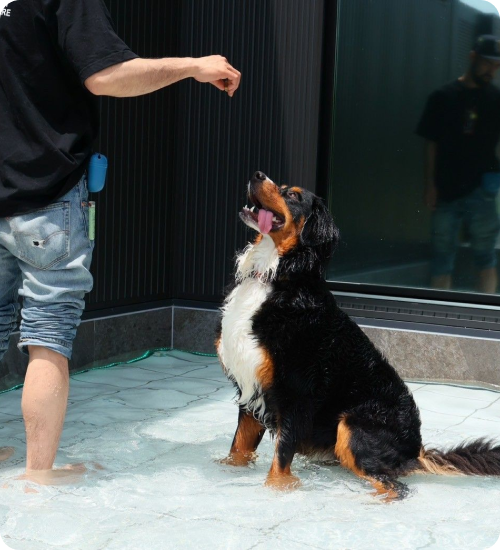 淡路島の愛犬と泊まれる貸別荘「ハウオリ」