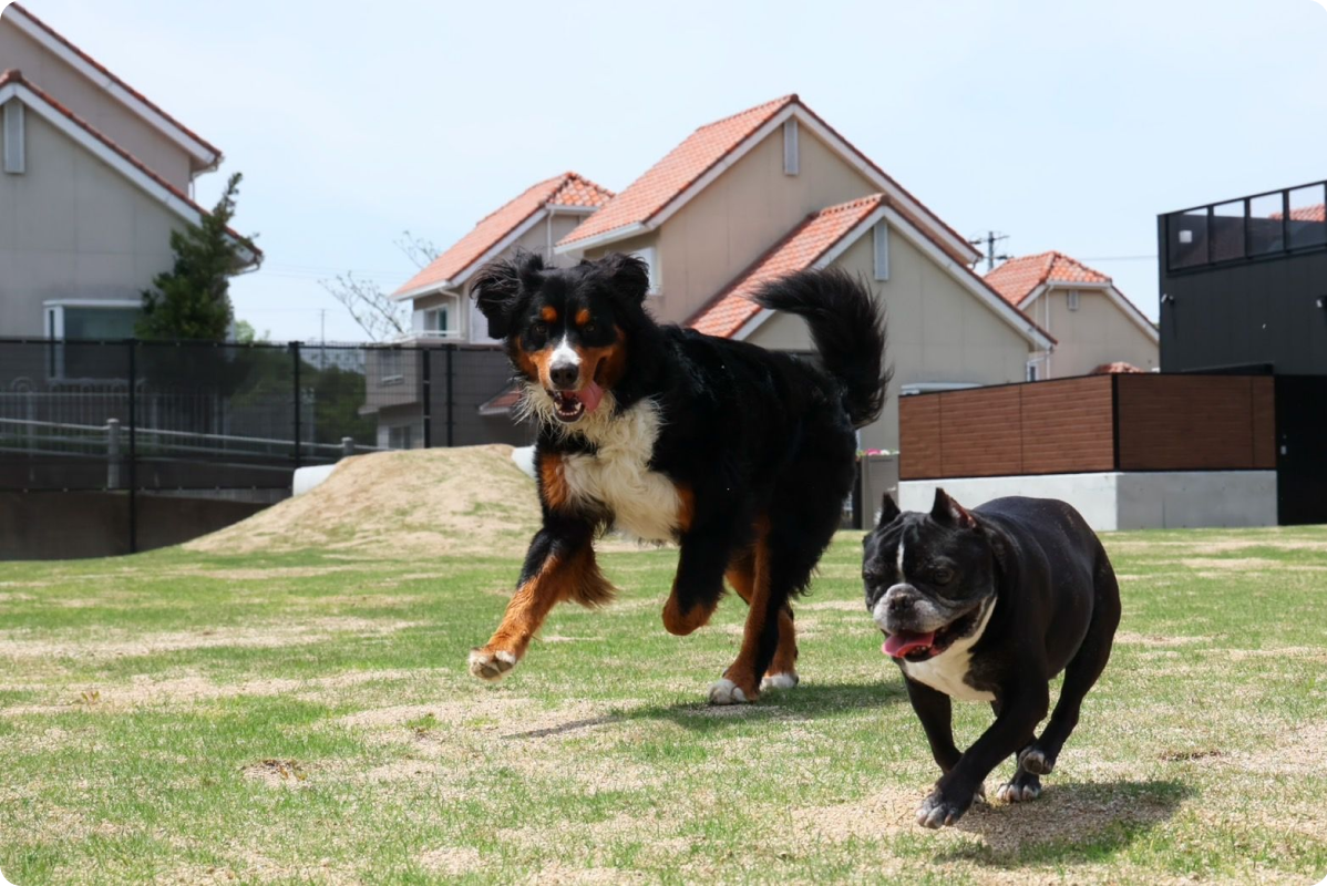 淡路島の愛犬と泊まれる貸別荘「ハウオリ」